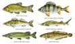 Watercolor set of fish: Tench, European perch, Zander, Sterlet, Northern pike, Burbot. Hand drawn fish illustration.