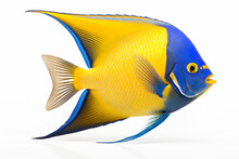 A Blue And Yellow Fish On A White Surface