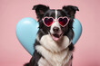 Border Collie dog in heart shape sunglasses, funny animal portrait