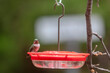  Broad-tailed hummingbird