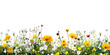 Alpine meadow flowers mountain wildflowers