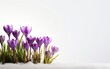 Happy start of spring poster. Beautiful short purple crocus flowers in the snow isolated on white background. Copy space. Pastel violet, lilac, green colors. Fresh sale banner design. AI Generative.