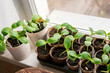 Rows of zucchini seedlings in peat pots on a windowsill at home, top view, selective focus.