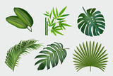 Fototapeta Sypialnia - Vector realistic illustration set of tropical leaves and flowers isolated on white background. Colorful collection of plants. Botanical elements for cosmetics, spa, cosmetics