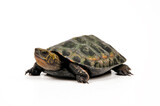 junge Japanische Sumpfschildkröte // juvenile Japanese pond turtle (Mauremys japonica)
