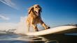 A happy golden retriever dog standing on a surfboard on the ocean and having fun