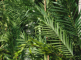 Poster - palm leaves lush greenery background