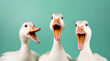 Three Goose On A Mint Pastel Background, Surprised Animals, Concept Of Shock, Startle 