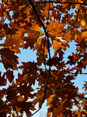 Autumn leaves colorful in sunset, no people are visible.