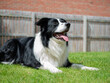 Border Collie - Black and White - Attentive Laying Down on Grass