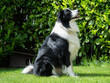 Border Collie - Black and White - Sitting Side Profile Looking Up