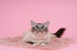 beautiful sacred burmese cat in studio close-up, luxury cat,