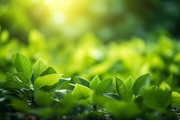 The Natural Green Beauty of Leaves Flourishing in a Garden Oasis of Lush Foliage