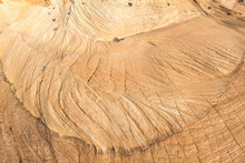Detailed Wooden Texture On A Cut Tree Stump