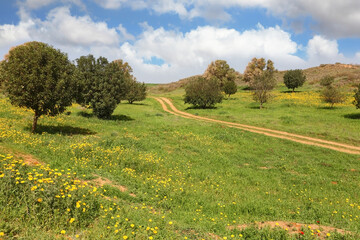 Poster - The rural dirt road, field and trees