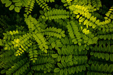Lush Greenery Of Vibrant Fern Leaves In A Dense Pattern