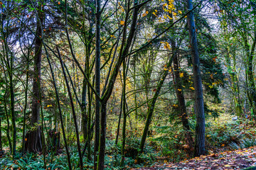 Wall Mural - Seahurst Park Fall Ends