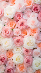  Pastel color roses background. Beautiful flowers for valentine's day. Colorful background.