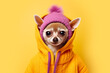 © ADDICTIVE STOCK - Generative AI illustration of charming Chihuahua dressed in vivid yellow hoodie and a cute pink beanie stands out against a matching yellow background