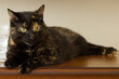black and brown cat on table