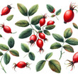 Rosehip berries on a branch. Forest berries. Generative AI.