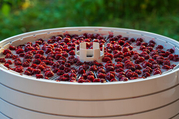 Wall Mural - Dry red pitted cherries on a drying tray for dehydrator, closeup. A way to preserve vitamins. Vegetarian meal, healthy and useful