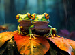 Tree frog , Flying frog laughing, animal closeup, Gliding frog sitting on moss