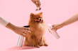 Female groomers taking care of cute Pomeranian spitz on pink background