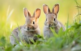 Fototapeta Zwierzęta - two baby hares in green summer wood grass Easter holiday card