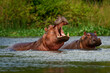 Hippopotamus - Hippopotamus amphibius or hippo is large, mostly herbivorous, semiaquatic mammal native to sub-Saharan Africa. Adult with opened mouth and small cub