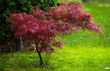 Red acer in garden after rain