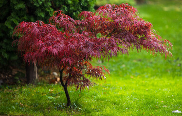 red acer in garden after rain