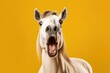 Studio portrait of shocked horse with surprised eyes