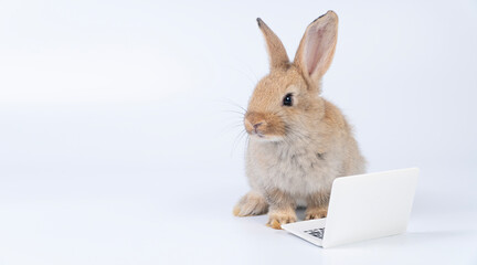 Wall Mural - Adorable baby rabbit furry bunny looking at laptop learn something sitting over isolated white background. Little ears infant bunny brown rabbit learning work laptop.Easter animal education technology