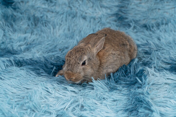 Canvas Print - Lovely healthy baby rabbit ear bunny sitting playful on blue background. Little tiny furry brown infant bunny bright eyes rabbit watching something on carpet blue background. Easter animal pet.