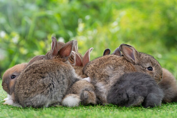 Wall Mural - Cuddly furry rabbit bunny brown with family sitting and playful together on green grass over natural background. Group of family baby bunny spring time on lawn. Easter newborn bunny family pet concept