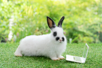 Wall Mural - Tiny cuddly rabbit bunny with small laptop sitting on the green grass. Lovely white black baby rabbit looking at something with notebook on lawn natural background. Easter fluffy bunny concept