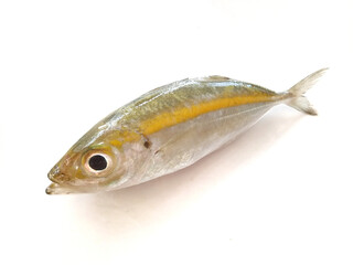 jack fish isolated on white background