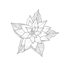 Christmas Poinsettia Flower. Monochrome Contour Drawing. Hand Drawn Vector Illustration. Design Element For Coloring Pages, Cards, Prints, Packaging, Invitations, Business Cards, Advertising