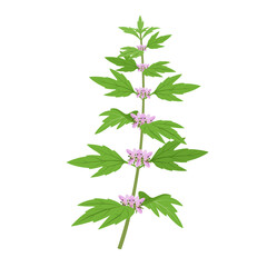 Wall Mural - Vector illustration, Leonurus cardiaca, known as motherwort, isolated on white background.