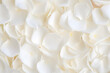 close up of white petals