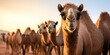 Close-up view of camels lined up in the desert.