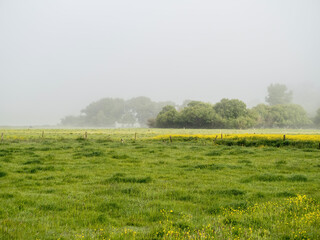 Wall Mural - Green meadow with buttercup flowers and misty forest in background