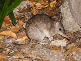 Wall Mural - Northern Brown Bandicoot in Queensland Australia