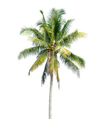 Coconut palm tree isolated on transparent background. PNG File