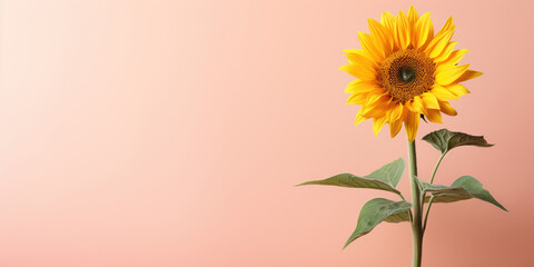 Wall Mural - Single sunflower stands out in front of a soft pink background