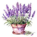Fototapeta Lawenda - Lavender, Flowers, Watercolor illustrations