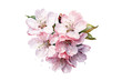 Watercolor peach blossoms