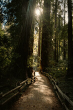 A Path In The Forest Of Muir Woods