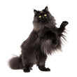 british longhair cat looking isolated on white